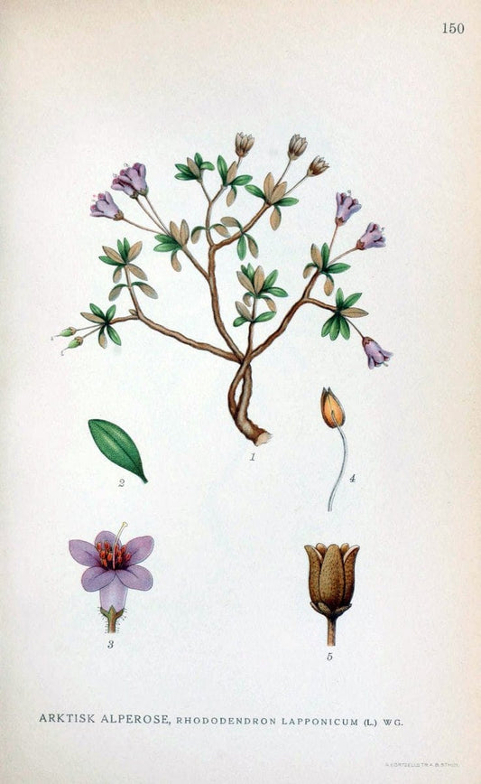 Billeder af nordens flora. v.1KÃ¸benhavn,G.E.C. Gad's forlag,1917-1927. |  | Vintage Print Reproduction 461627