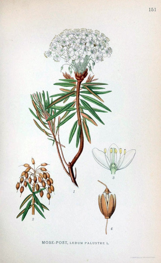 Billeder af nordens flora. v.1KÃ¸benhavn,G.E.C. Gad's forlag,1917-1927. |  | Vintage Print Reproduction 461628