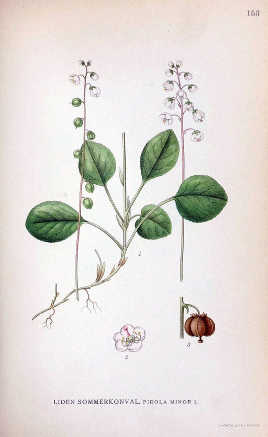 Billeder af nordens flora. v.1KÃ¸benhavn,G.E.C. Gad's forlag,1917-1927. |  | Vintage Print Reproduction 461630