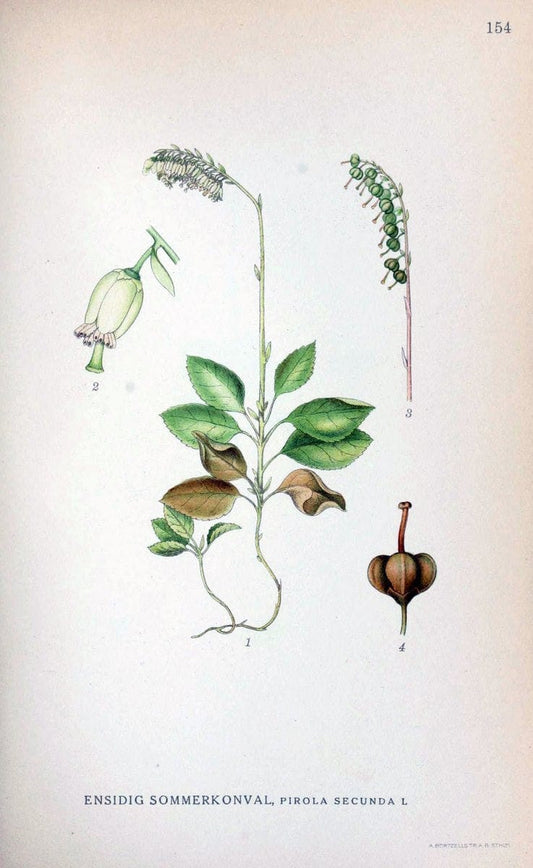 Billeder af nordens flora. v.1KÃ¸benhavn,G.E.C. Gad's forlag,1917-1927. |  | Vintage Print Reproduction 461631