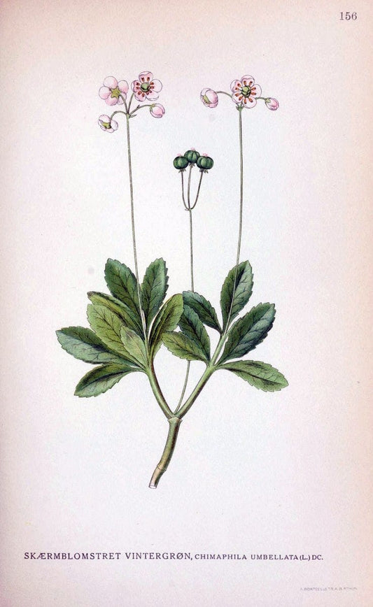 Billeder af nordens flora. v.1KÃ¸benhavn,G.E.C. Gad's forlag,1917-1927. |  | Vintage Print Reproduction 461633