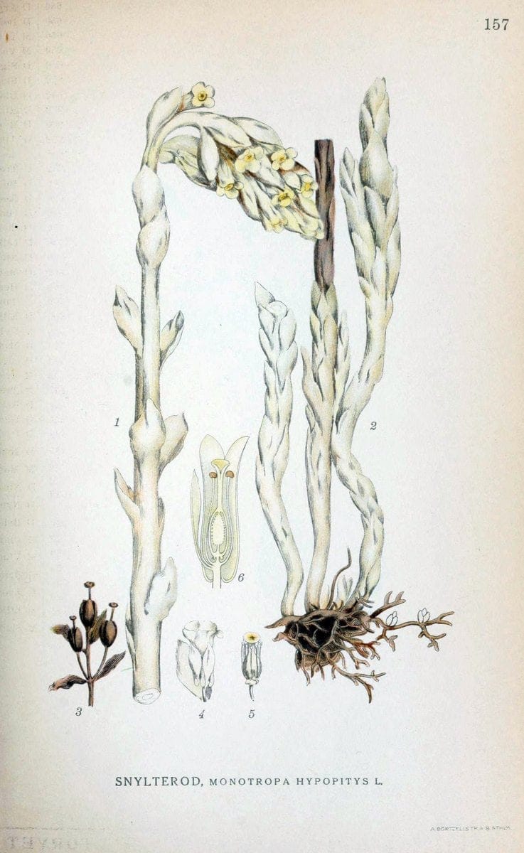 Billeder af nordens flora. v.1KÃ¸benhavn,G.E.C. Gad's forlag,1917-1927. |  | Vintage Print Reproduction 461634