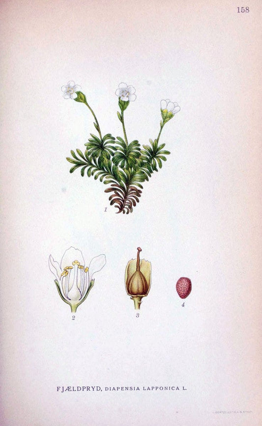 Billeder af nordens flora. v.1KÃ¸benhavn,G.E.C. Gad's forlag,1917-1927. |  | Vintage Print Reproduction 461635