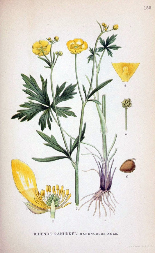 Billeder af nordens flora. v.1KÃ¸benhavn,G.E.C. Gad's forlag,1917-1927. |  | Vintage Print Reproduction 461636