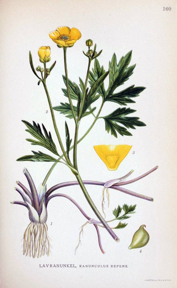 Billeder af nordens flora. v.1KÃ¸benhavn,G.E.C. Gad's forlag,1917-1927. |  | Vintage Print Reproduction 461637