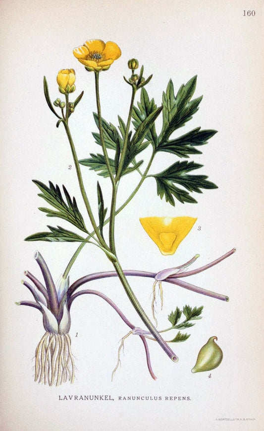 Billeder af nordens flora. v.1KÃ¸benhavn,G.E.C. Gad's forlag,1917-1927. |  | Vintage Print Reproduction 461637