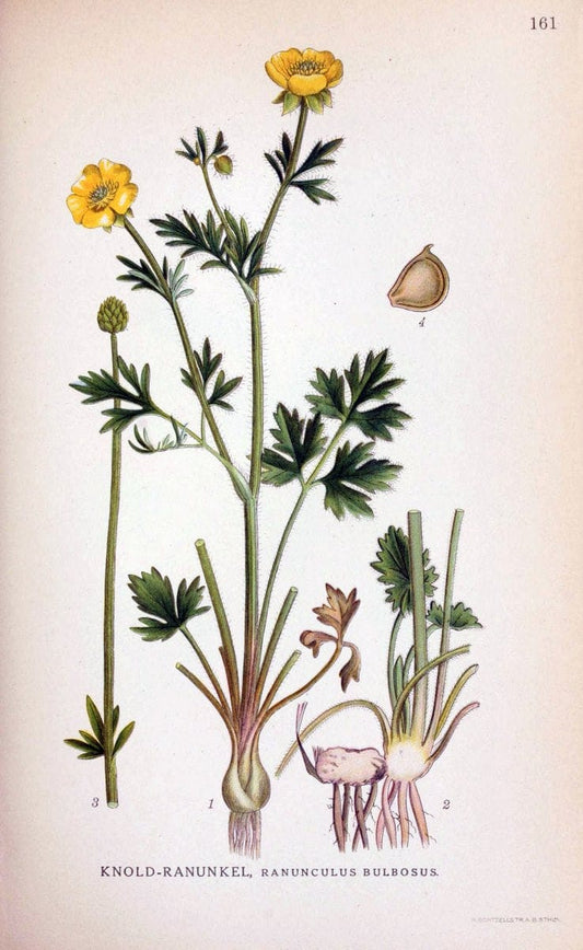 Billeder af nordens flora. v.1KÃ¸benhavn,G.E.C. Gad's forlag,1917-1927. |  | Vintage Print Reproduction 461638