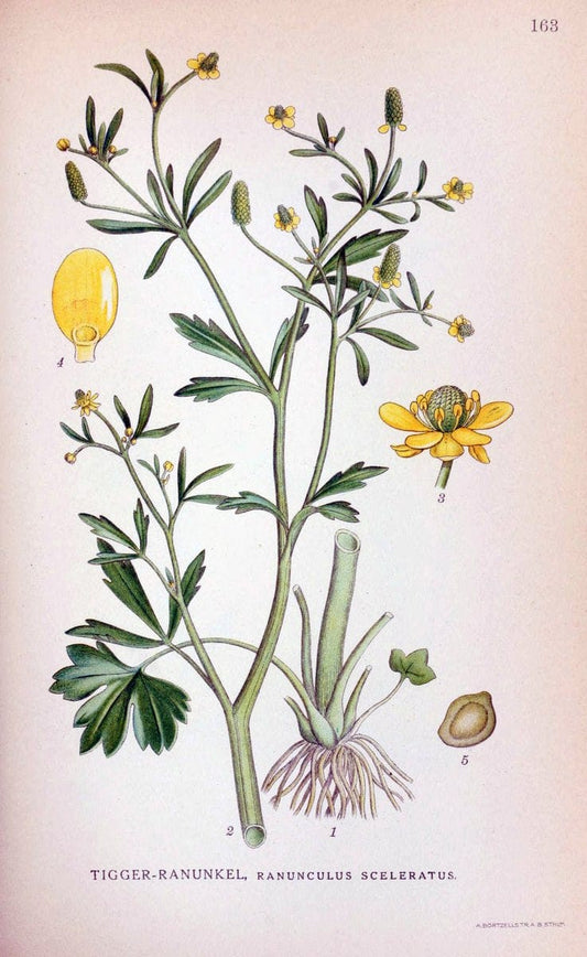 Billeder af nordens flora. v.1KÃ¸benhavn,G.E.C. Gad's forlag,1917-1927. |  | Vintage Print Reproduction 461640