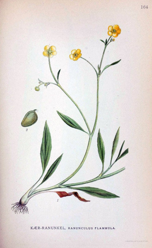 Billeder af nordens flora. v.1KÃ¸benhavn,G.E.C. Gad's forlag,1917-1927. |  | Vintage Print Reproduction 461641
