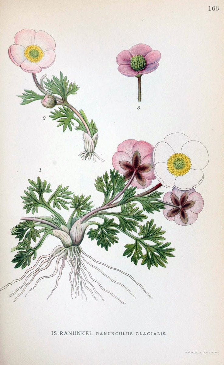 Billeder af nordens flora. v.1KÃ¸benhavn,G.E.C. Gad's forlag,1917-1927. |  | Vintage Print Reproduction 461643