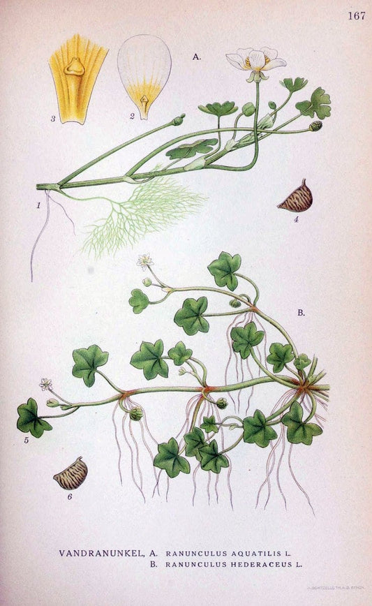 Billeder af nordens flora. v.1KÃ¸benhavn,G.E.C. Gad's forlag,1917-1927. |  | Vintage Print Reproduction 461644
