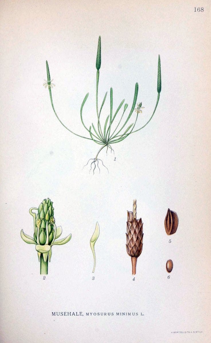 Billeder af nordens flora. v.1KÃ¸benhavn,G.E.C. Gad's forlag,1917-1927. |  | Vintage Print Reproduction 461645