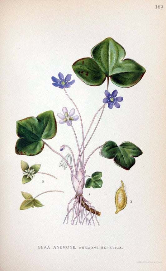 Billeder af nordens flora. v.1KÃ¸benhavn,G.E.C. Gad's forlag,1917-1927. |  | Vintage Print Reproduction 461646