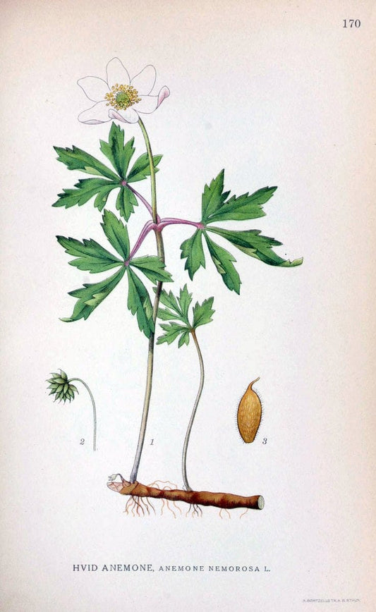 Billeder af nordens flora. v.1KÃ¸benhavn,G.E.C. Gad's forlag,1917-1927. |  | Vintage Print Reproduction 461647
