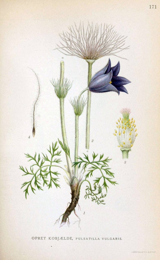 Billeder af nordens flora. v.1KÃ¸benhavn,G.E.C. Gad's forlag,1917-1927. |  | Vintage Print Reproduction 461648