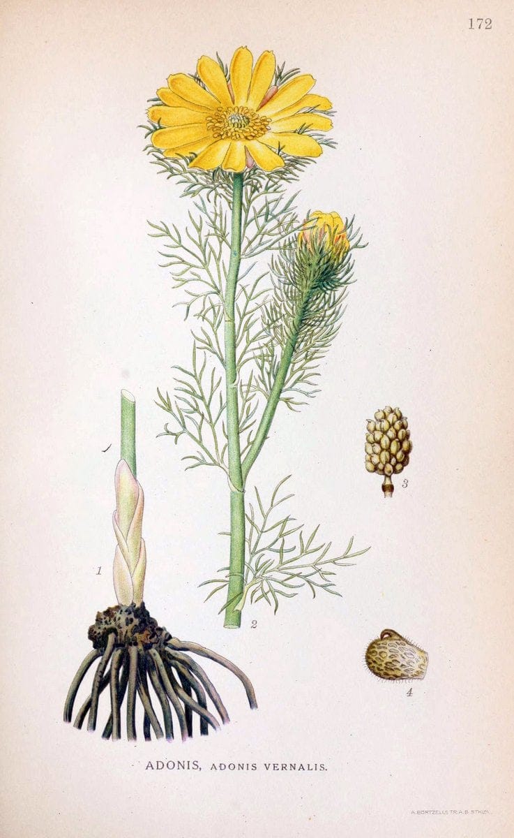 Billeder af nordens flora. v.1KÃ¸benhavn,G.E.C. Gad's forlag,1917-1927. |  | Vintage Print Reproduction 461649