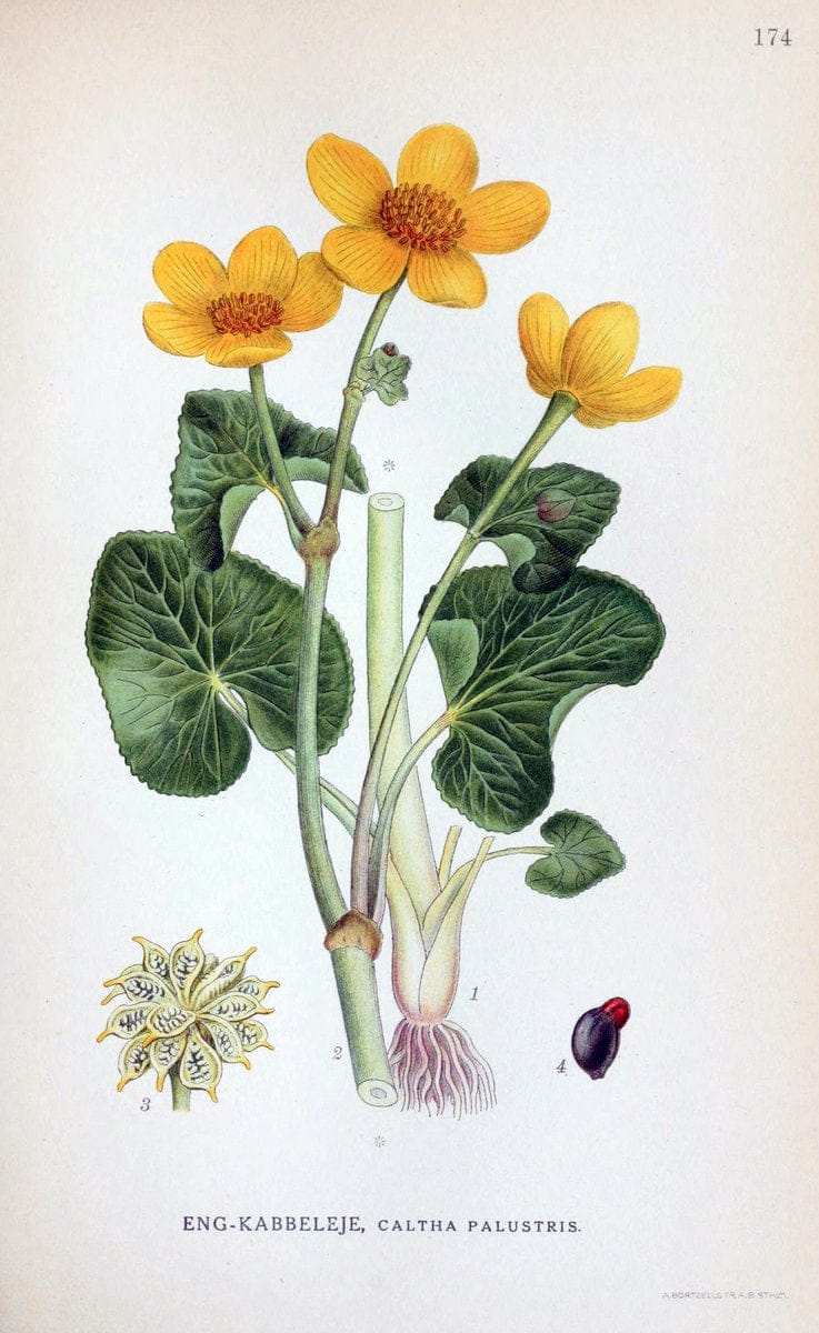 Billeder af nordens flora. v.1KÃ¸benhavn,G.E.C. Gad's forlag,1917-1927. |  | Vintage Print Reproduction 461651