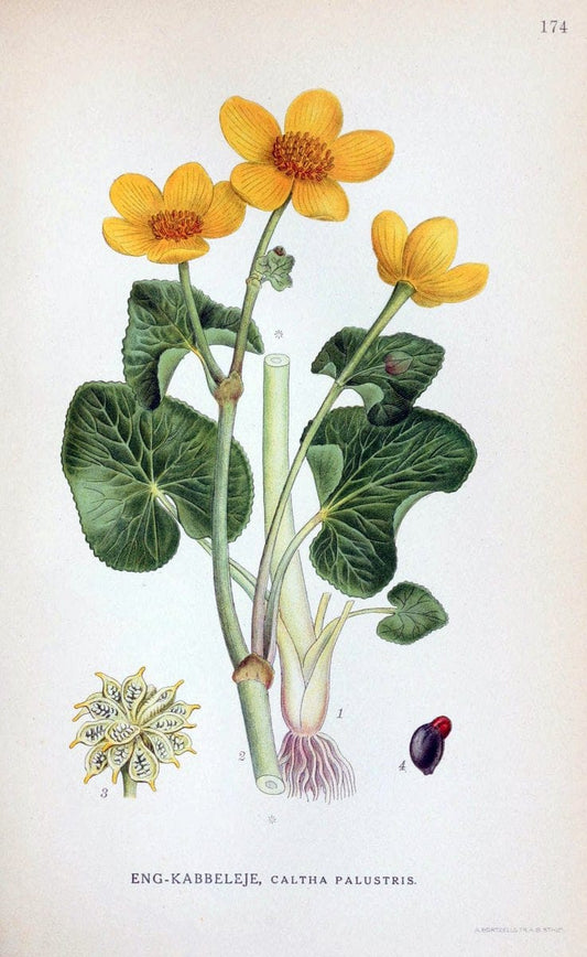 Billeder af nordens flora. v.1KÃ¸benhavn,G.E.C. Gad's forlag,1917-1927. |  | Vintage Print Reproduction 461651
