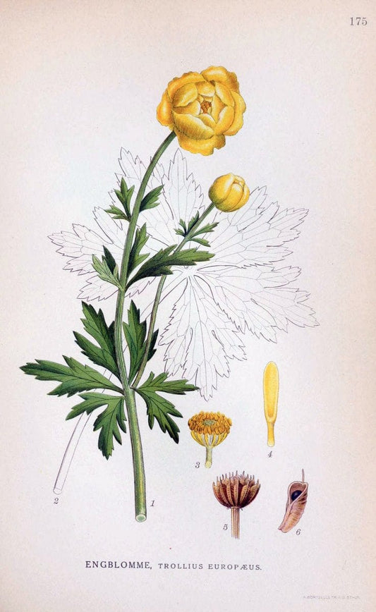 Billeder af nordens flora. v.1KÃ¸benhavn,G.E.C. Gad's forlag,1917-1927. |  | Vintage Print Reproduction 461652