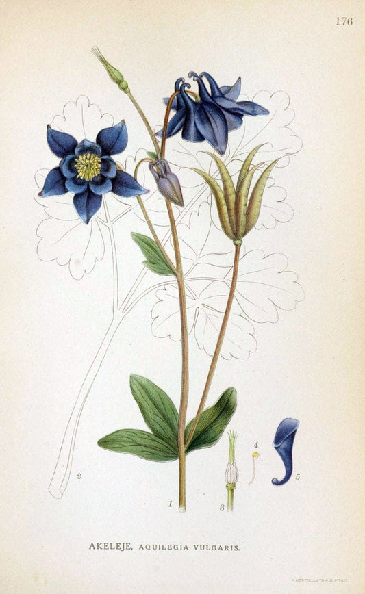Billeder af nordens flora. v.1KÃ¸benhavn,G.E.C. Gad's forlag,1917-1927. |  | Vintage Print Reproduction 461653