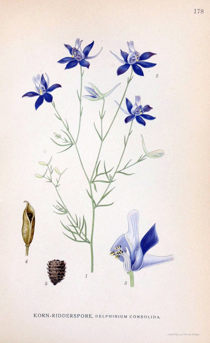 Billeder af nordens flora. v.1KÃ¸benhavn,G.E.C. Gad's forlag,1917-1927. |  | Vintage Print Reproduction 461655