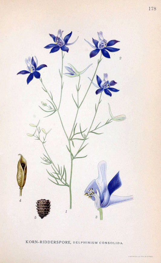 Billeder af nordens flora. v.1KÃ¸benhavn,G.E.C. Gad's forlag,1917-1927. |  | Vintage Print Reproduction 461655