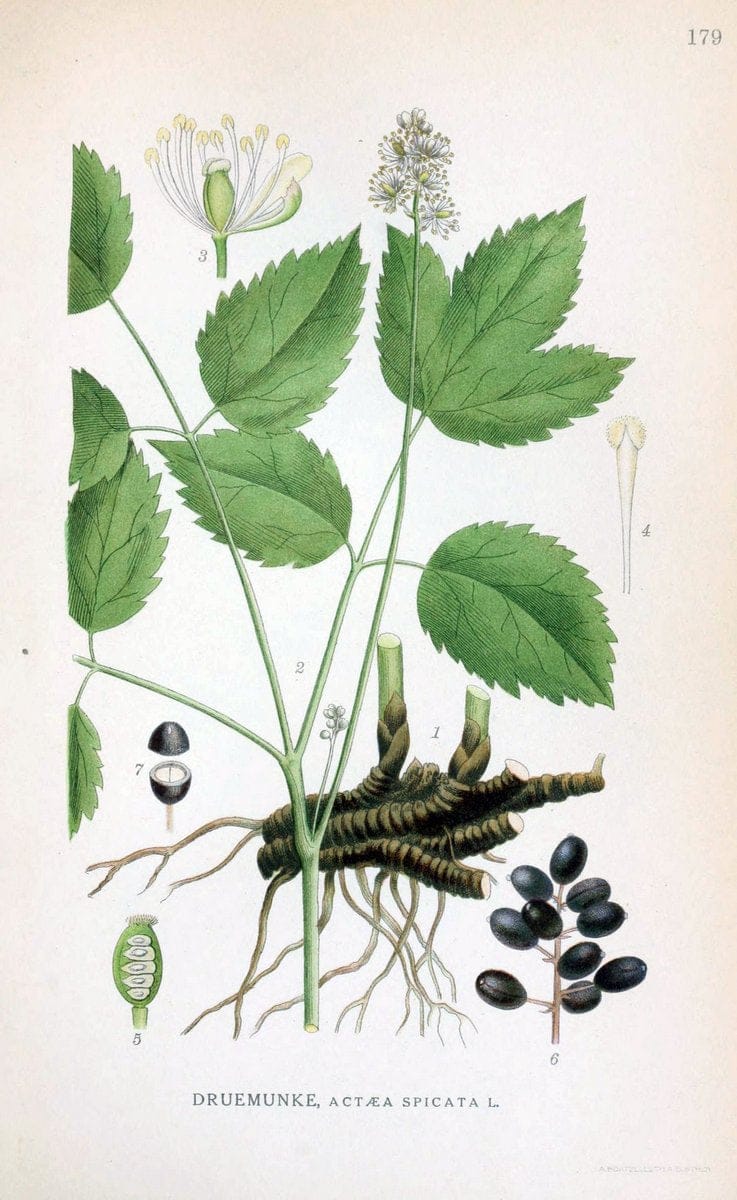 Billeder af nordens flora. v.1KÃ¸benhavn,G.E.C. Gad's forlag,1917-1927. |  | Vintage Print Reproduction 461656