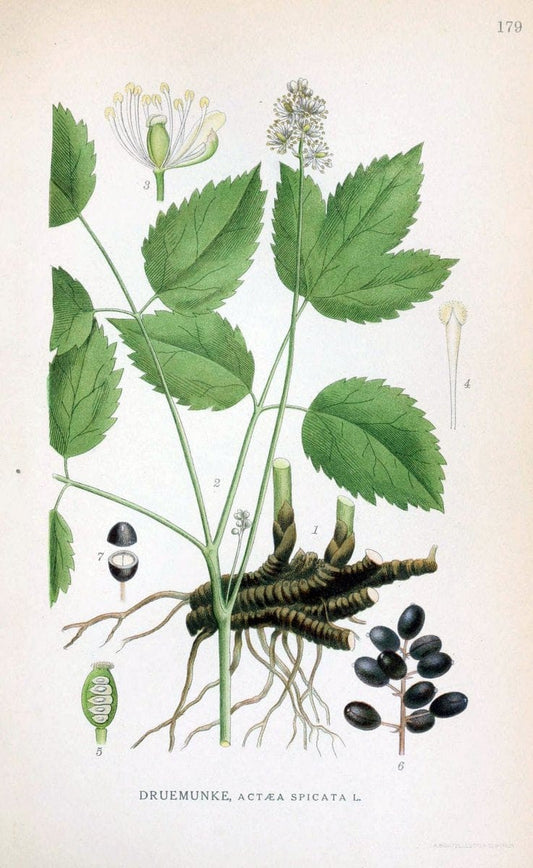 Billeder af nordens flora. v.1KÃ¸benhavn,G.E.C. Gad's forlag,1917-1927. |  | Vintage Print Reproduction 461656