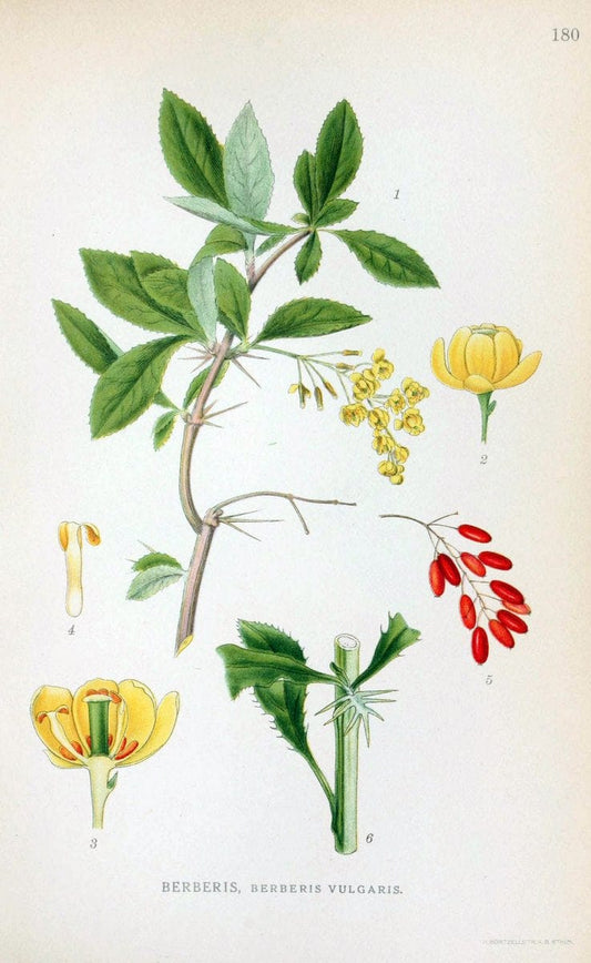 Billeder af nordens flora. v.1KÃ¸benhavn,G.E.C. Gad's forlag,1917-1927. |  | Vintage Print Reproduction 461657