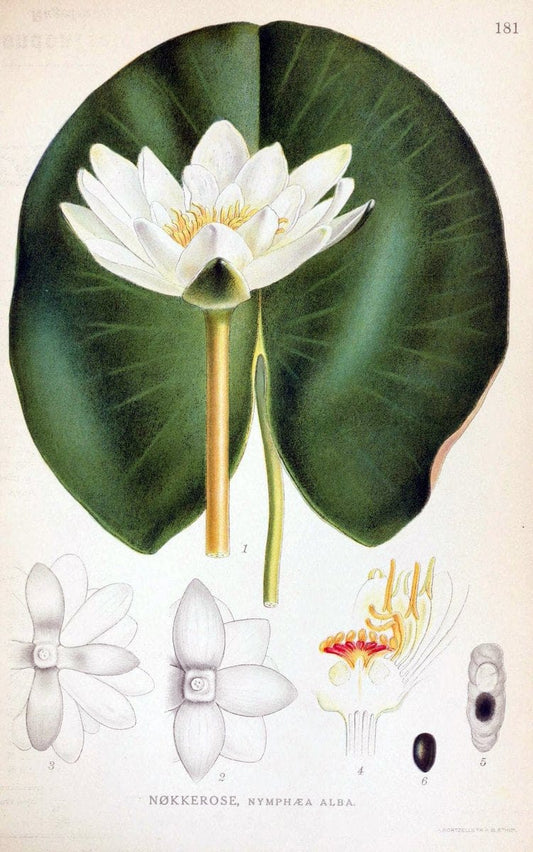 Billeder af nordens flora. v.1KÃ¸benhavn,G.E.C. Gad's forlag,1917-1927. |  | Vintage Print Reproduction 461658