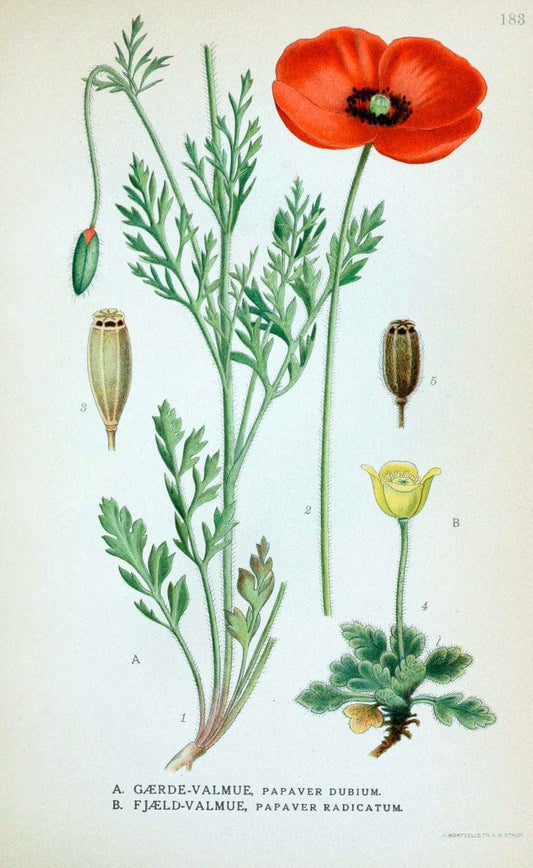 Billeder af nordens flora. v.1KÃ¸benhavn,G.E.C. Gad's forlag,1917-1927. |  | Vintage Print Reproduction 461660