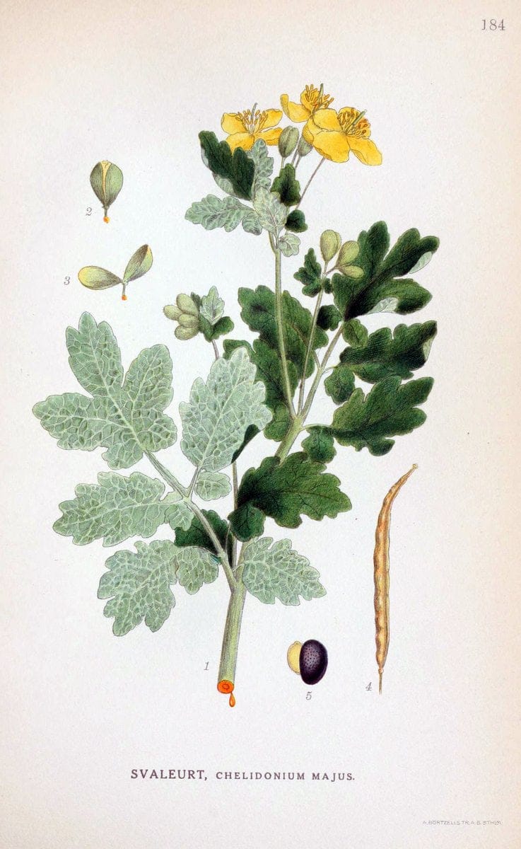 Billeder af nordens flora. v.1KÃ¸benhavn,G.E.C. Gad's forlag,1917-1927. |  | Vintage Print Reproduction 461661