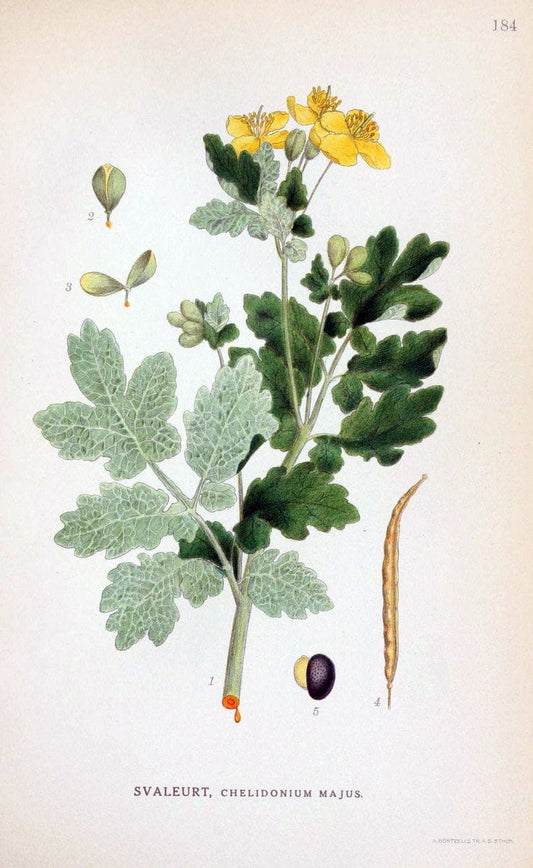 Billeder af nordens flora. v.1KÃ¸benhavn,G.E.C. Gad's forlag,1917-1927. |  | Vintage Print Reproduction 461661