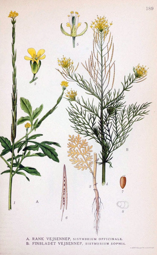 Billeder af nordens flora. v.1KÃ¸benhavn,G.E.C. Gad's forlag,1917-1927. |  | Vintage Print Reproduction 461666