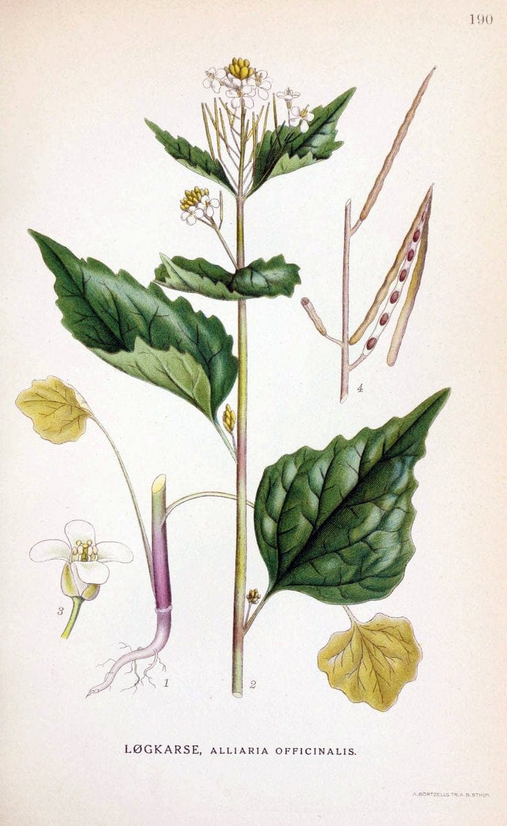 Billeder af nordens flora. v.1KÃ¸benhavn,G.E.C. Gad's forlag,1917-1927. |  | Vintage Print Reproduction 461667