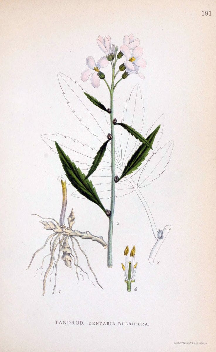 Billeder af nordens flora. v.1KÃ¸benhavn,G.E.C. Gad's forlag,1917-1927. |  | Vintage Print Reproduction 461668