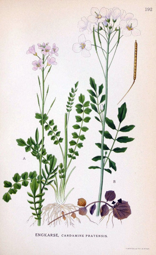 Billeder af nordens flora. v.1KÃ¸benhavn,G.E.C. Gad's forlag,1917-1927. |  | Vintage Print Reproduction 461669