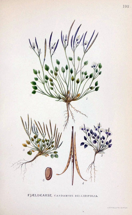 Billeder af nordens flora. v.1KÃ¸benhavn,G.E.C. Gad's forlag,1917-1927. |  | Vintage Print Reproduction 461670