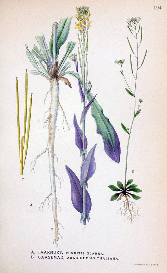 Billeder af nordens flora. v.1KÃ¸benhavn,G.E.C. Gad's forlag,1917-1927. |  | Vintage Print Reproduction 461671