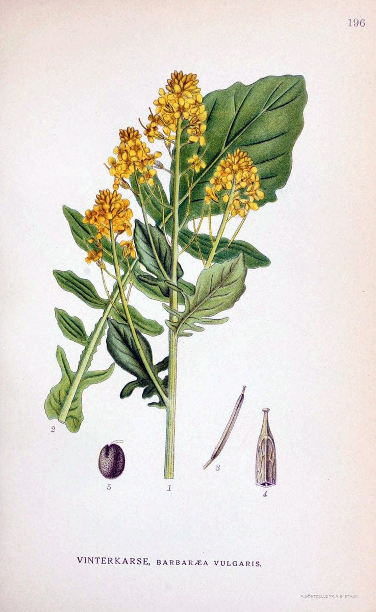Billeder af nordens flora. v.1KÃ¸benhavn,G.E.C. Gad's forlag,1917-1927. |  | Vintage Print Reproduction 461673