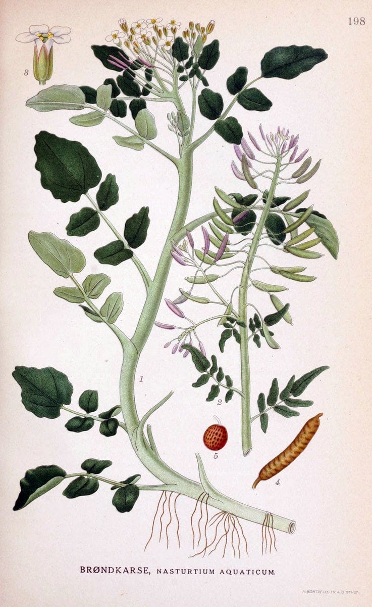 Billeder af nordens flora. v.1KÃ¸benhavn,G.E.C. Gad's forlag,1917-1927. |  | Vintage Print Reproduction 461675