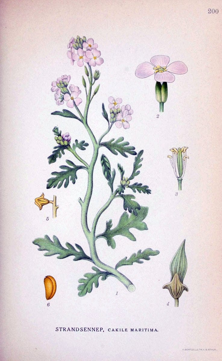 Billeder af nordens flora. v.1KÃ¸benhavn,G.E.C. Gad's forlag,1917-1927. |  | Vintage Print Reproduction 461677