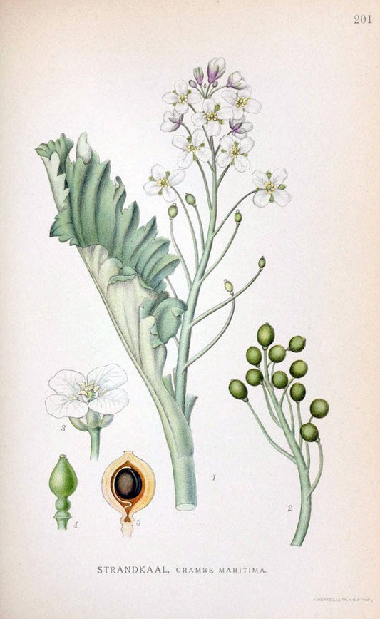 Billeder af nordens flora. v.1KÃ¸benhavn,G.E.C. Gad's forlag,1917-1927. |  | Vintage Print Reproduction 461678