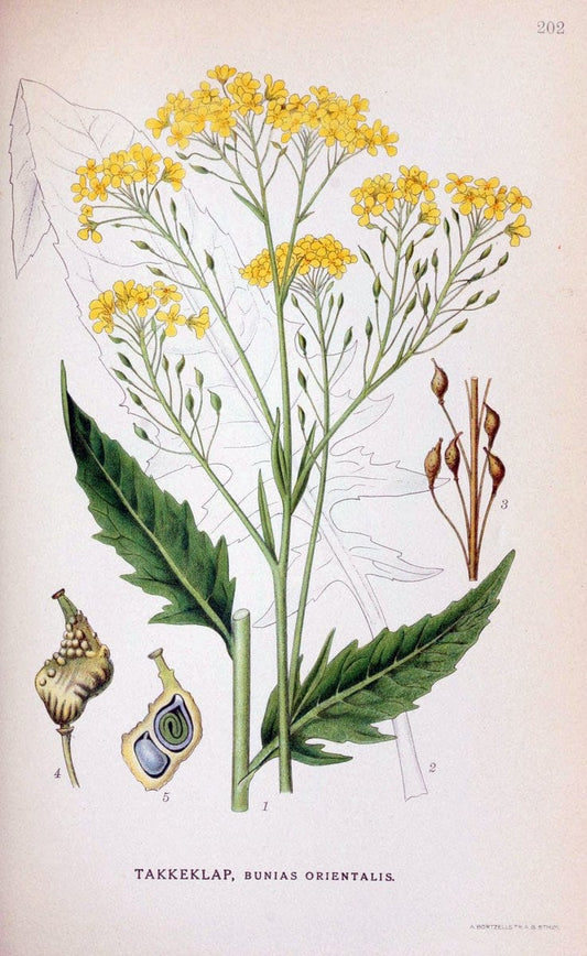 Billeder af nordens flora. v.1KÃ¸benhavn,G.E.C. Gad's forlag,1917-1927. |  | Vintage Print Reproduction 461679