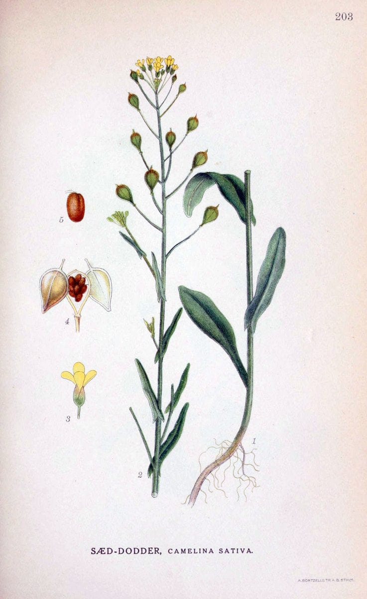 Billeder af nordens flora. v.1KÃ¸benhavn,G.E.C. Gad's forlag,1917-1927. |  | Vintage Print Reproduction 461680