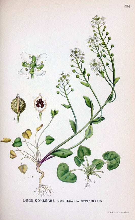 Billeder af nordens flora. v.1KÃ¸benhavn,G.E.C. Gad's forlag,1917-1927. |  | Vintage Print Reproduction 461681