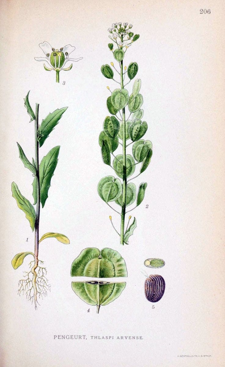 Billeder af nordens flora. v.1KÃ¸benhavn,G.E.C. Gad's forlag,1917-1927. |  | Vintage Print Reproduction 461683