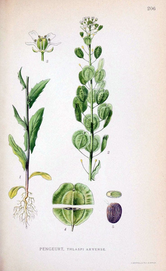 Billeder af nordens flora. v.1KÃ¸benhavn,G.E.C. Gad's forlag,1917-1927. |  | Vintage Print Reproduction 461683