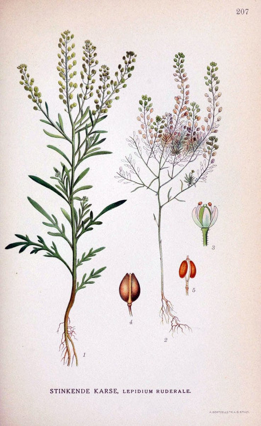 Billeder af nordens flora. v.1KÃ¸benhavn,G.E.C. Gad's forlag,1917-1927. |  | Vintage Print Reproduction 461684