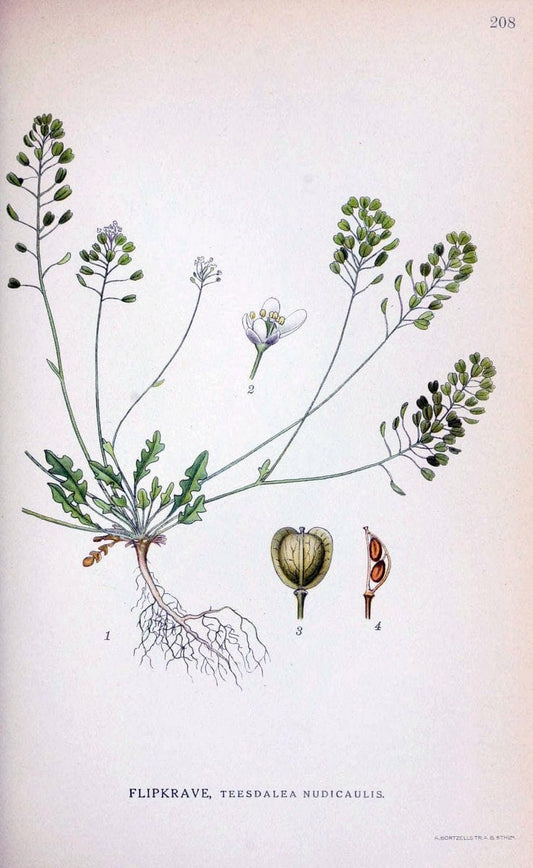 Billeder af nordens flora. v.1KÃ¸benhavn,G.E.C. Gad's forlag,1917-1927. |  | Vintage Print Reproduction 461685